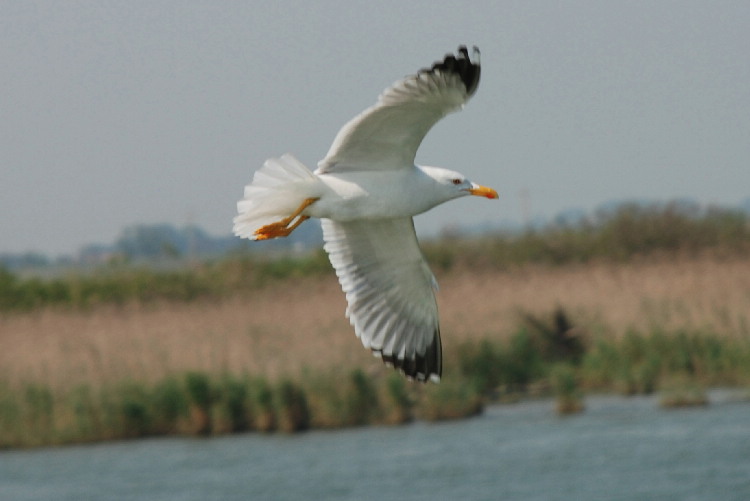 Delta del Po per chi non conosce gli uccelli